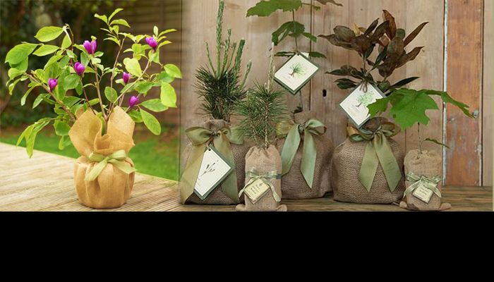 plante cadou