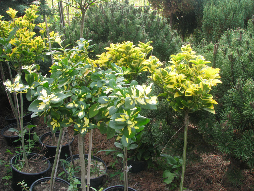 Euonymus Fortunei picior