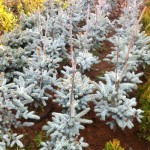 Picea Pungens Hopsii -60cm, 95 lei, TVA inlcus