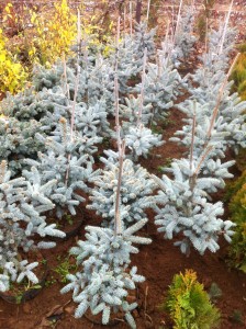 Picea Pungens Hopsii -60cm, 95 lei, TVA inlcus