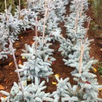 Picea Pungens Hopsii -60cm, 95 lei, TVA inlcus