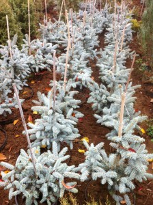 Picea Pungens Hopsii -60cm, 95 lei, TVA inlcus