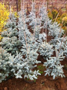 Picea Pungens Hopsii -60cm, 95 lei, TVA inlcus