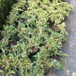 JUNIPERUS SQUAMATA BLUE CARPET, 20-30cm, 25lei