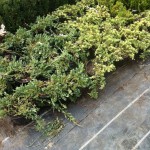 JUNIPERUS SQUAMATA BLUE/GOLDEN CARPET, 20-30cm, 25lei