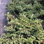 JUNIPERUS SQUAMATA BLUE/GOLDEN CARPET, 20-30cm, 25lei