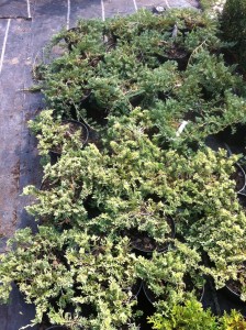 JUNIPERUS SQUAMATA BLUE/GOLDEN CARPET, 20-30cm, 25lei