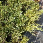 JUNIPERUS HORIZONTALS VARIEGATA, 30-40cm, 45 lei