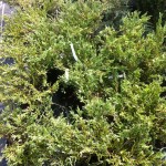 JUNIPERUS HORIZONTALS PLUMOSA VARIEGATA, 30-40cm, 45 lei