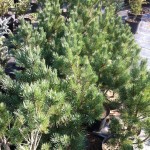 PINUS SYLVESTRIS WATERERI, 60-70cm, 75 lei