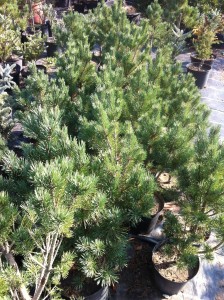 PINUS SYLVESTRIS WATERERI, 60-70cm, 75 lei