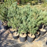 PINUS SYLVESTRIS WATERERI, 60-70cm, 75 lei