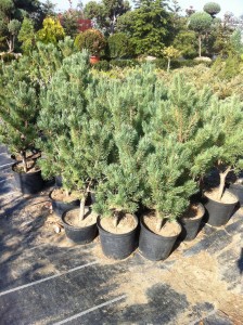 PINUS SYLVESTRIS WATERERI, 60-70cm, 75 lei