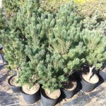 PINUS SYLVESTRIS WATERERI, 60-70cm, 75 lei