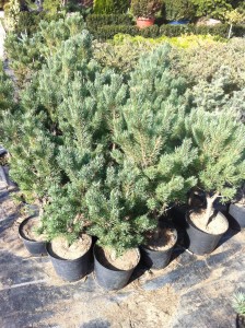 PINUS SYLVESTRIS WATERERI, 60-70cm, 75 lei