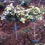 EUONYMUS FORTUNEI TOPIARY, 60cm, 65 lei