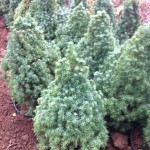 Picea Glauca Conica - 60cm, 65 lei, TVA inlclus