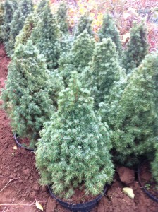 Picea Glauca Conica - 60cm, 65 lei, TVA inlclus