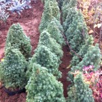 Picea Glauca Conica - 60cm, 65 lei, TVA inlclus