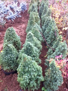 Picea Glauca Conica - 60cm, 65 lei, TVA inlclus