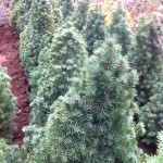 Picea Glauca Conica - 60cm, 65 lei, TVA inlclus