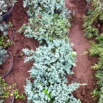 JUNIPERUS PROCUMBENS NANA, 30-40cm, 45lei