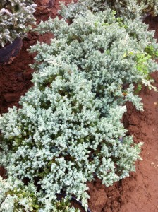 JUNIPERUS PROCUMBENS NANA, 30-40cm, 25lei