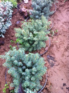 PICEA OMORICA KAREL, 20-30cm, 28lei