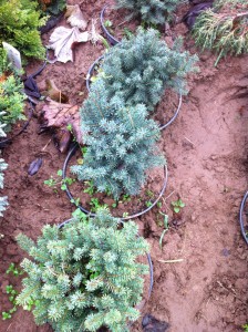 PICEA OMORICA KAREL, 20-30cm, 28lei