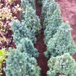 Picea Glauca Conica - 60cm, 65 lei, TVA inlclus