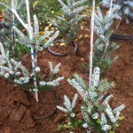 ABIES KOREANA SILBERLOCKE, 60cm, 95 lei