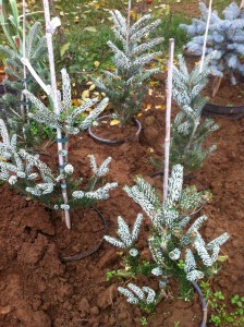 ABIES KOREANA SILBERLOCKE, 60cm, 95 lei