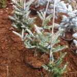 ABIES KOREANA SILBERLOCKE, 60cm, 95 lei