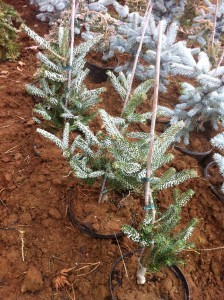 ABIES KOREANA SILBERLOCKE, 60cm, 95 lei