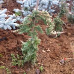 JUNIPERUS HORIZONTALIS WILTONII, 60-70cm, 85 lei