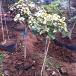 EUONYMUS FORTUNEI TOPIARY, 60cm, 65lei