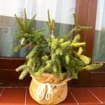 PICEA ABIES ACROCONA, 40-50cm, 95lei