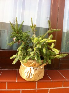 PICEA ABIES ACROCONA, 40-50cm, 95lei