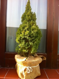 PICEA GLAUCA CONICA, 60CM, 65 LEI