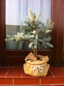 PICEA PUNGENS HOPSII, 60CM, 95 LEI