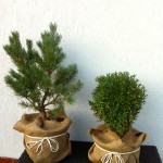 PINUS SYLVESTRIS, 50-60CM, 75 LEI;  BUXUS 25LEI