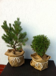 PINUS SYLVESTRIS, 50-60CM, 75 LEI;  BUXUS 25LEI