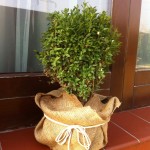 BUXUS SEMPERVIRENS, 20-30cm, 25 lei