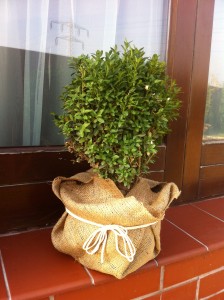 BUXUS SEMPERVIRENS, 20-30cm, 25 lei