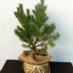 PINUS SYLVESTRIS WATERERI, 50-60CM, 75 LEI