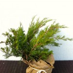 JUNIPERUS MINT JULEP, 40-50CM, 45 LEI