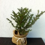 TAXUS BACCATA, 40cm, 35lei