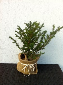 TAXUS BACCATA, 40cm, 35lei