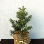 ABIES CONCOLOR, 50CM, 85 LEI