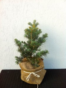 ABIES CONCOLOR, 50CM, 85 LEI